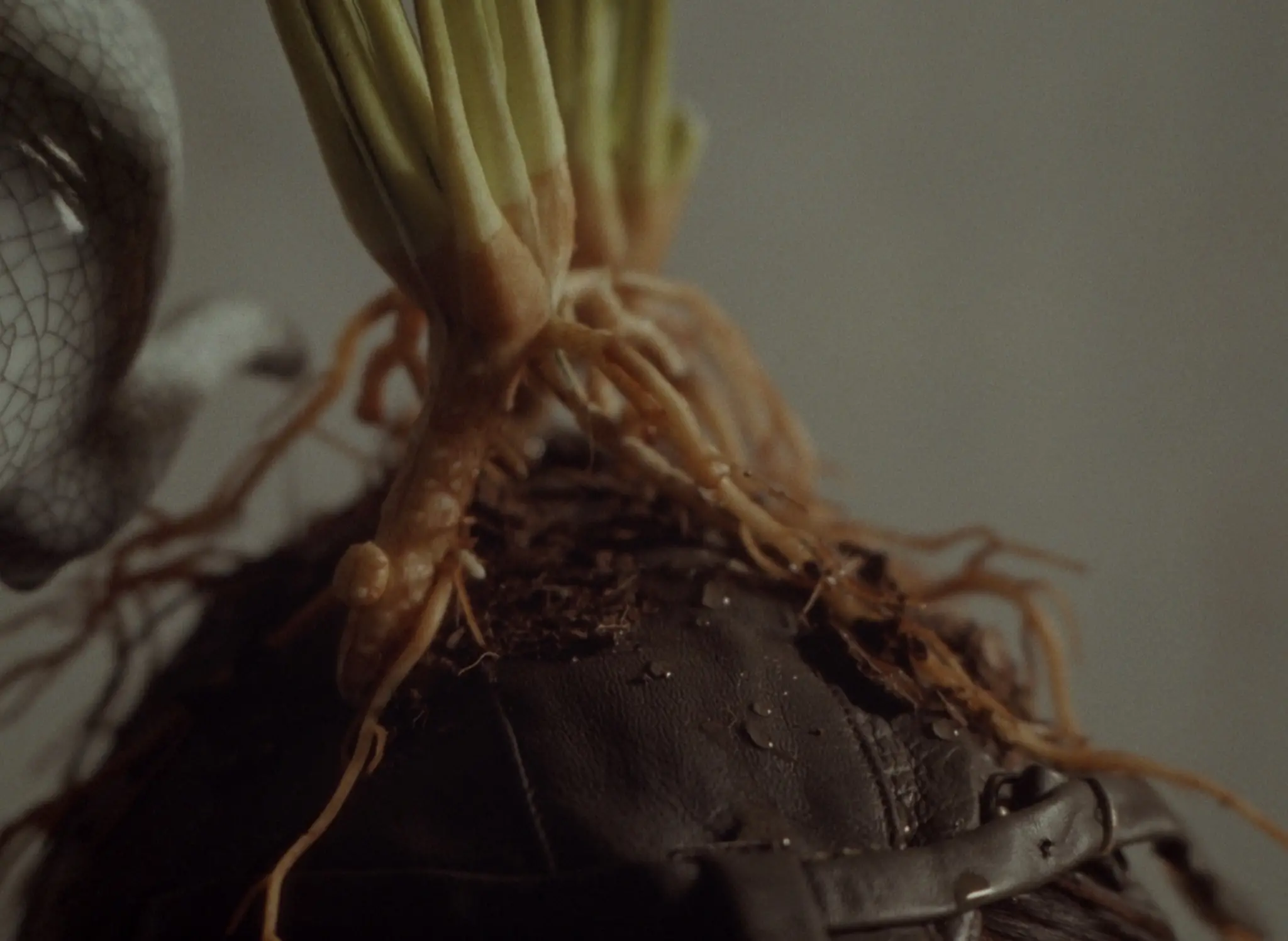 The Boy, Nature still 5